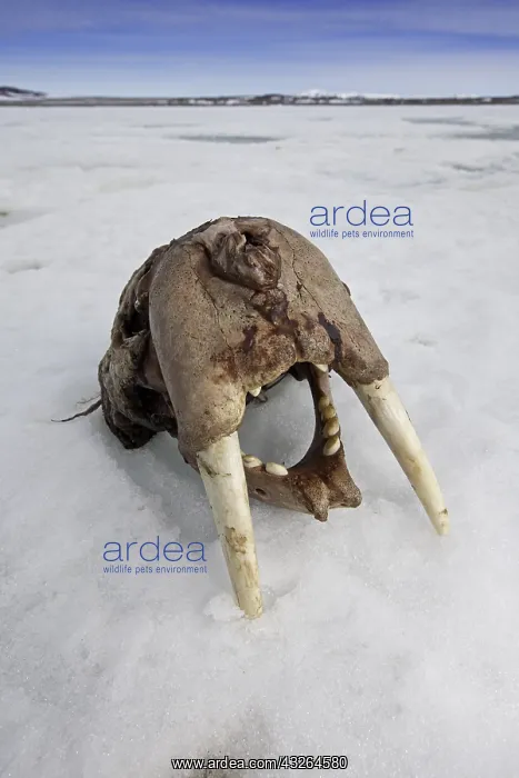 : Skull of Atlantic walrus (Odobenus rosmarus) with : Skull of Atlantic walrus (Odobenus rosmarus) with