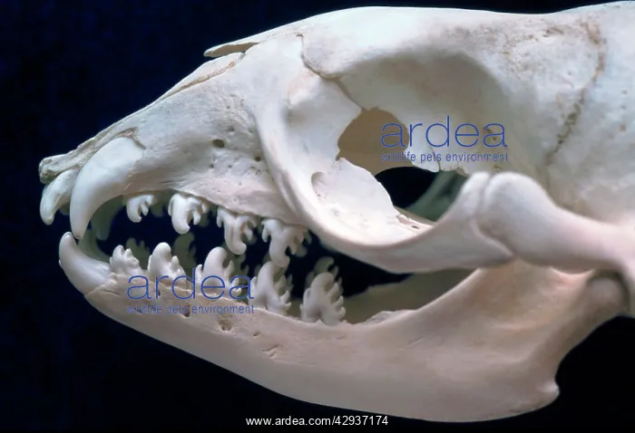: Skull of Crabeater Seal : Skull of Crabeater Seal