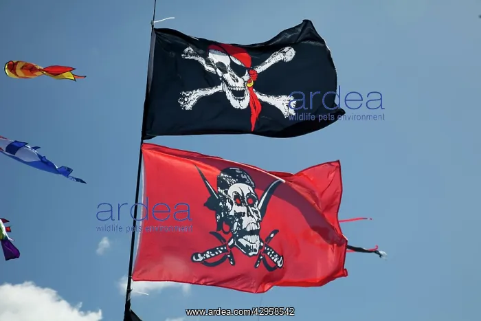 : Skull and crossbones flags flying against blue sky : Skull and crossbones flags flying against blue sky