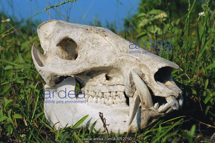 : Skull of a feral pig : Skull of a feral pig