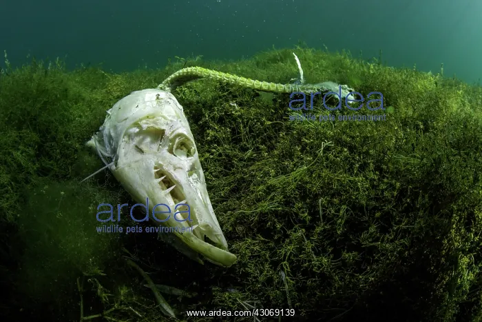 : Skull and fishbone found on the lake bottom during : Skull and fishbone found on the lake bottom during