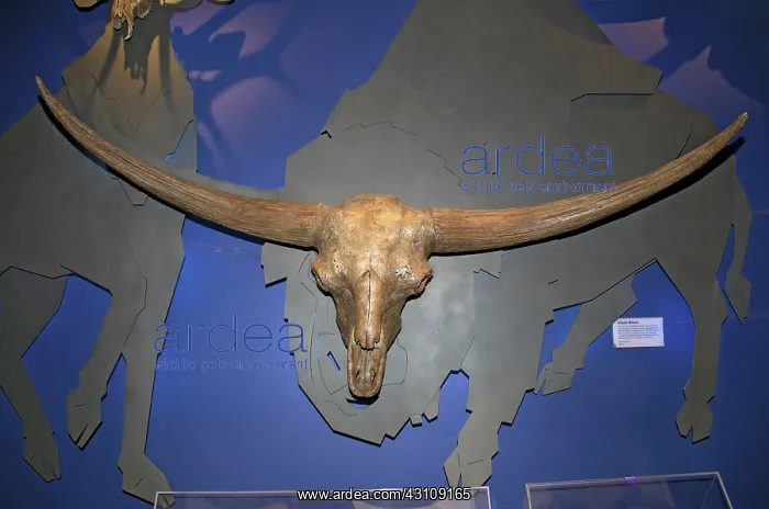 : Skull of Giant Bison : Skull of Giant Bison