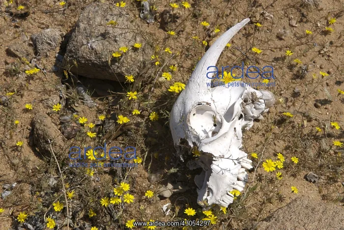 : Skull of goat amongst flowers Namaqualand South Africa : Skull of goat amongst flowers Namaqualand South Africa