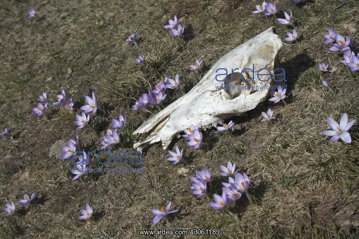 : Skull Pork Corsican Crocus in the middle of a meadow : Skull Pork Corsican Crocus in the middle of a meadow