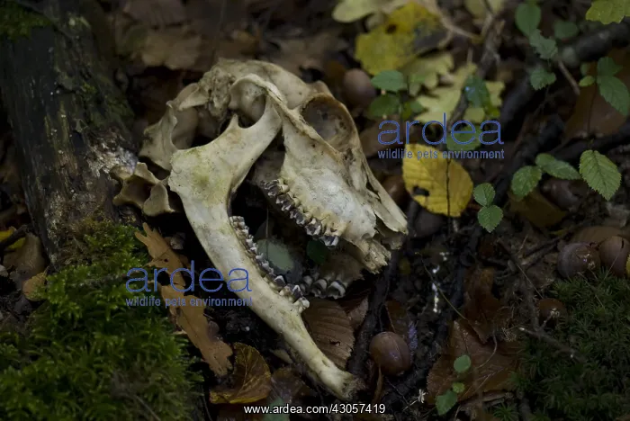 : Skull sheep in forest France : Skull sheep in forest France