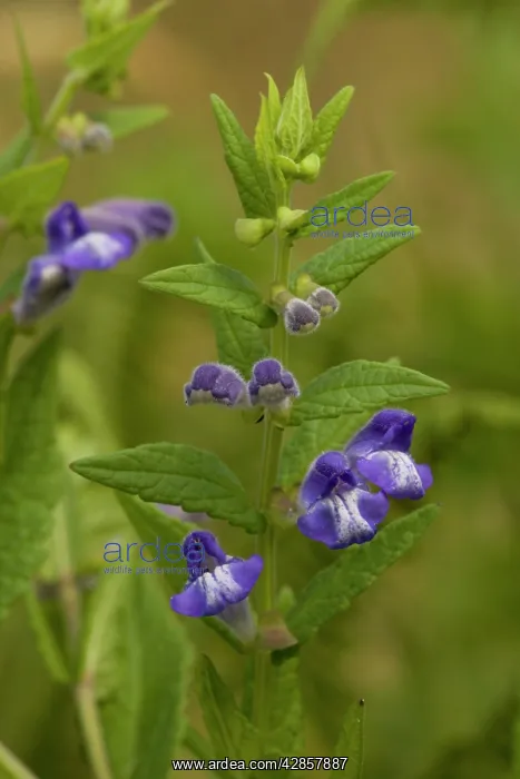 : Skullcap (Scutellaria galericulata). Dorset, UK : Skullcap (Scutellaria galericulata). Dorset, UK