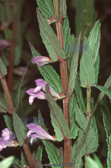 : SKULLCAP : SKULLCAP