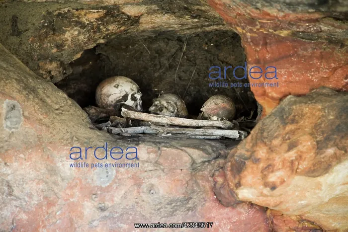 : Skulls and bones of Australian aborigines : Skulls and bones of Australian aborigines
