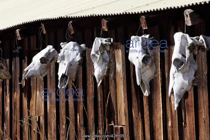 : Skulls of cattle : Skulls of cattle