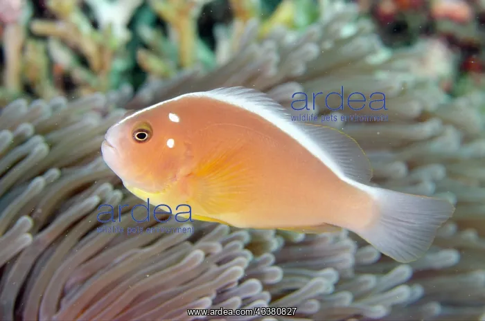 : Skunk Anemonefish : Skunk Anemonefish