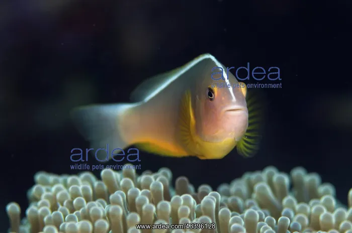 : Skunk Anemonefish : Skunk Anemonefish