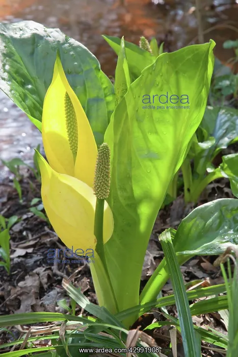 : Skunk cabbage : Skunk cabbage