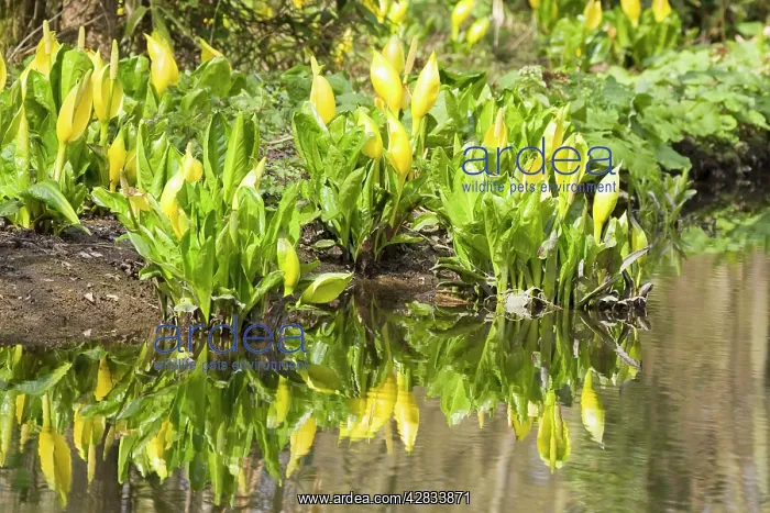 : Skunk Cabbage at Fairhaven water gardens : Skunk Cabbage at Fairhaven water gardens