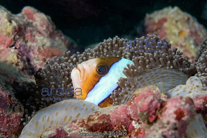 : Skunk Clownfish (Amphiprion akallopisos) in its : Skunk Clownfish (Amphiprion akallopisos) in its