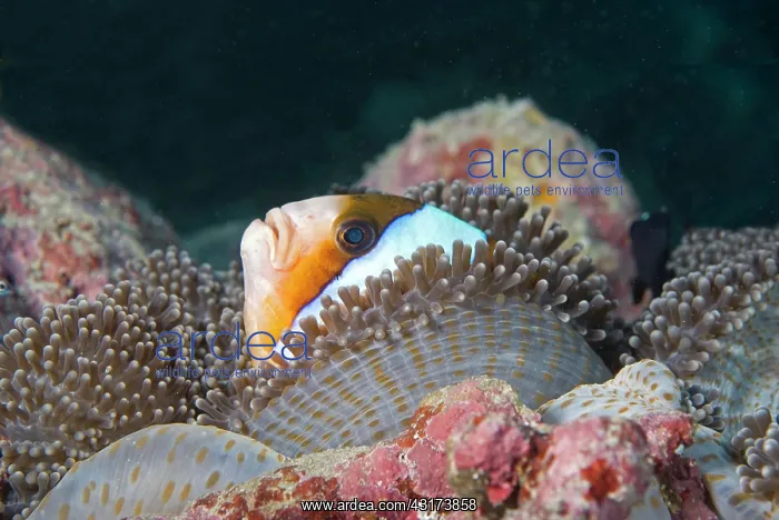 : Skunk Clownfish (Amphiprion akallopisos) in its : Skunk Clownfish (Amphiprion akallopisos) in its