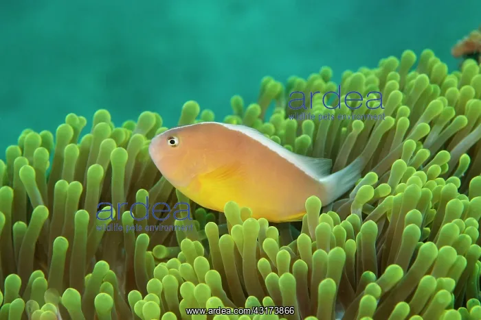  : Skunk Clownfish (Amphiprion akallopisos) in anemone