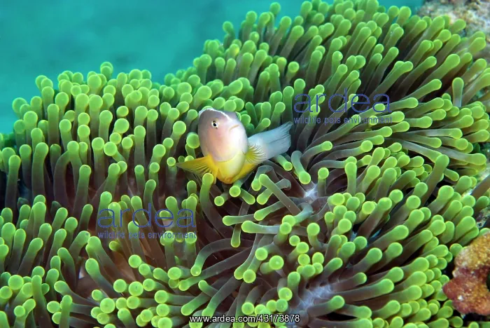 : Skunk Clownfish (Amphiprion akallopisos) in anemone : Skunk Clownfish (Amphiprion akallopisos) in anemone