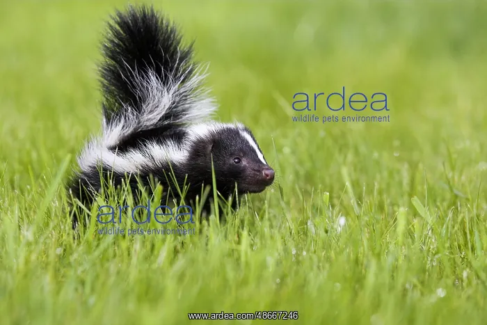 : Skunk, juvenile, Striped skunk (Mephitis mephitis) : Skunk, juvenile, Striped skunk (Mephitis mephitis)