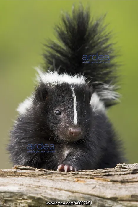 : Skunk, juvenile, Striped skunk (Mephitis mephitis) : Skunk, juvenile, Striped skunk (Mephitis mephitis)
