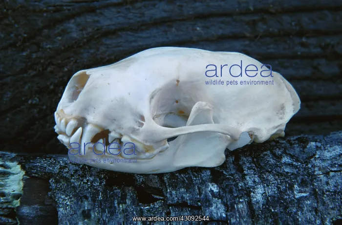 : Skunk skull : Skunk skull