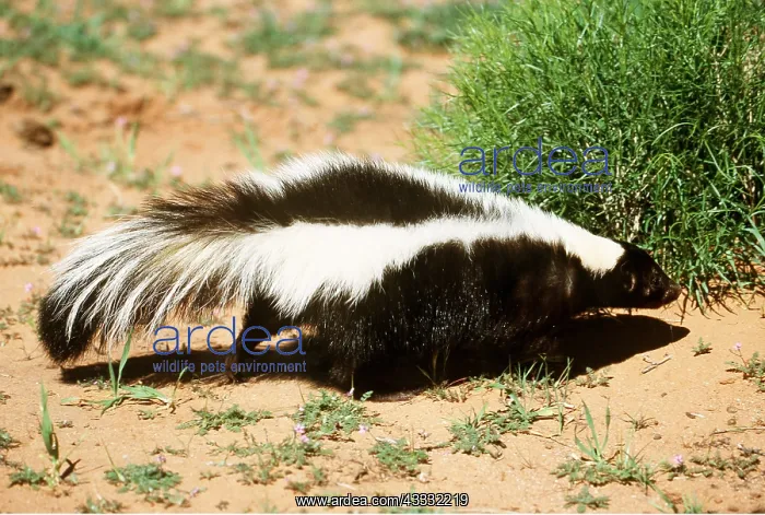 : SKUNK - walks in desert : SKUNK - walks in desert