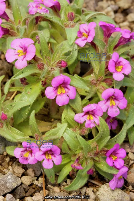 : Skunky monkey-flower - near Winnemucca Lake in : Skunky monkey-flower - near Winnemucca Lake in