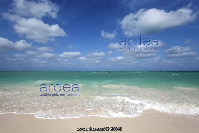 : Sky, clouds, beach, turquoise sea, island Cayo Levisa : Sky, clouds, beach, turquoise sea, island Cayo Levisa