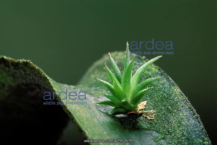 : Sky Plant - young plant growing on a fellow creature : Sky Plant - young plant growing on a fellow creature