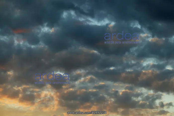 : Sky & stratocumulus clouds : Sky & stratocumulus clouds