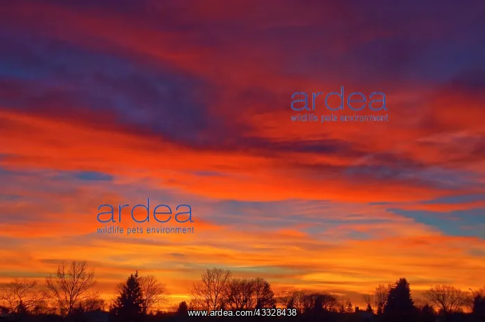 : Sky at sunset : Sky at sunset