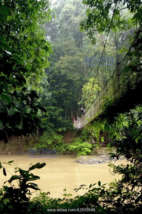 : Sky Walk / Trail bridge / Suspension Bridge / : Sky Walk / Trail bridge / Suspension Bridge /