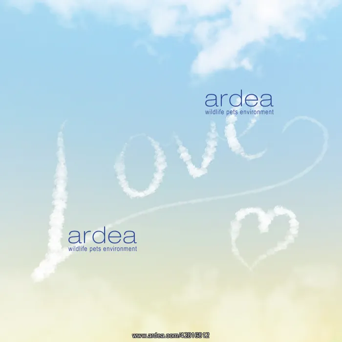 : Sky writing - Love - written in the clouds : Sky writing - Love - written in the clouds
