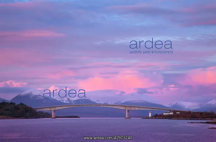 : Skye bridge with the mountains of Skye covered : Skye bridge with the mountains of Skye covered