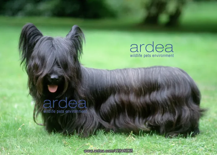 : Skye Terrier Dog : Skye Terrier Dog