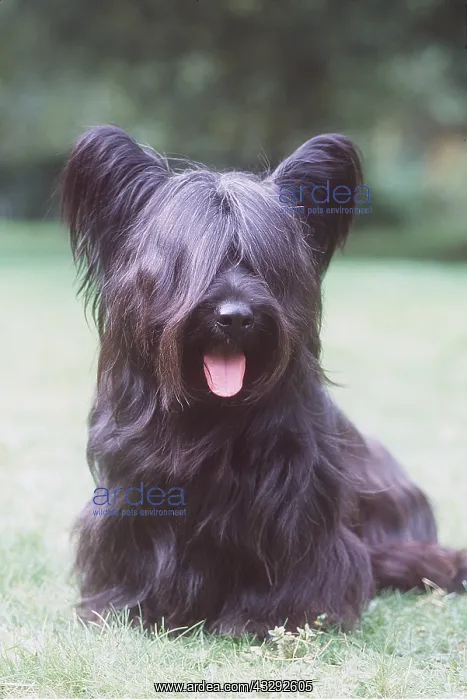 : SKYE TERRIER DOG - sitting : SKYE TERRIER DOG - sitting
