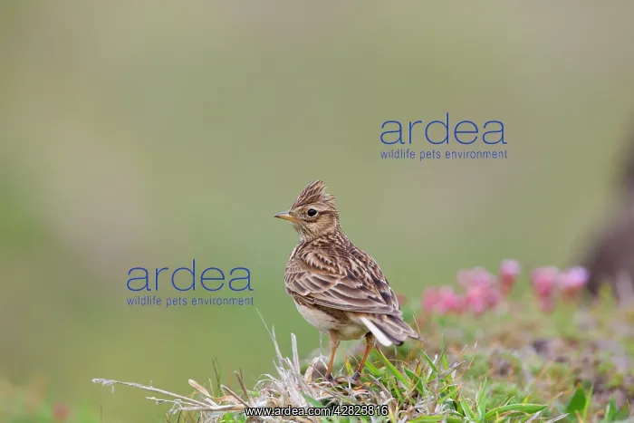 : Skylark (Alauda arvensis) : Skylark (Alauda arvensis)