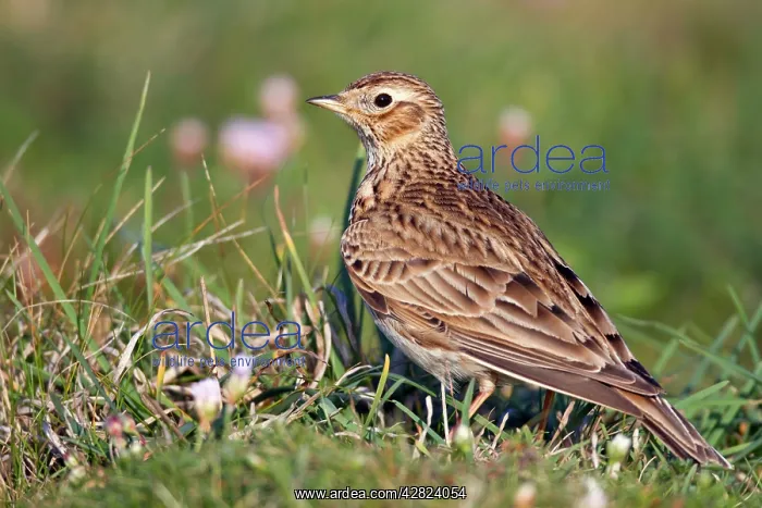  : Skylark (Alauda arvensis). Cornwall - UK