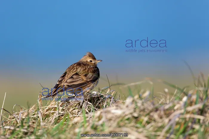: Skylark (Alauda arvensis). Spring; Cornwall; UK : Skylark (Alauda arvensis). Spring; Cornwall; UK