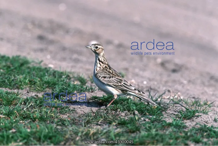 : SKYLARK : SKYLARK