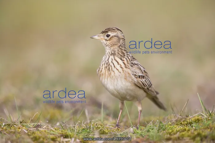 : Skylark - adult lark - Germany : Skylark - adult lark - Germany
