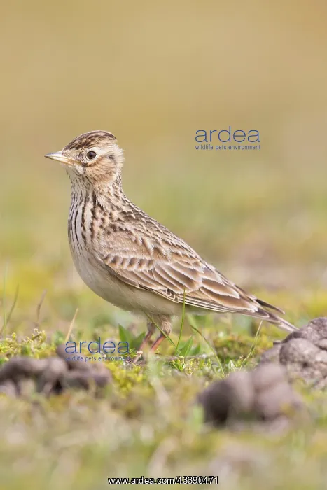 : Skylark - adult lark - Germany : Skylark - adult lark - Germany
