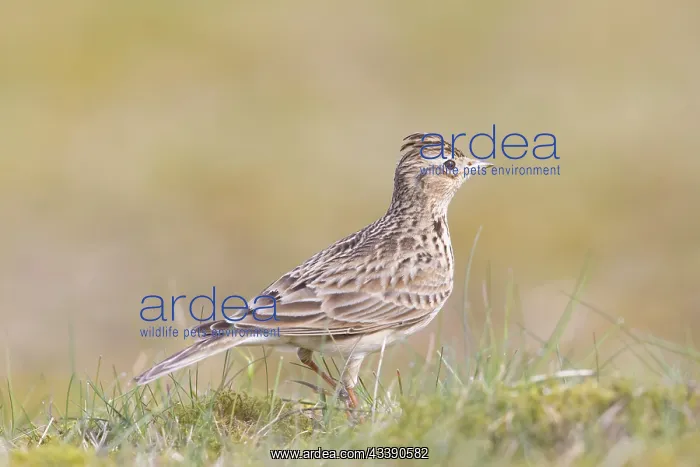 : Skylark - adult lark - Germany : Skylark - adult lark - Germany