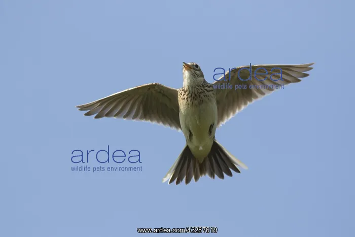 : Skylark adult bird in flight - Germany : Skylark adult bird in flight - Germany