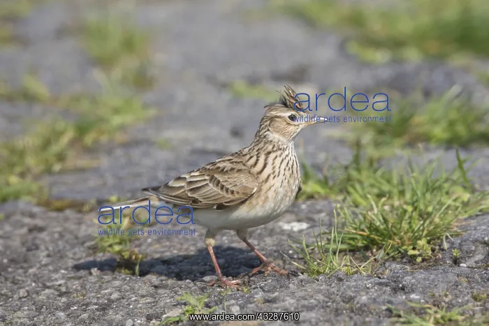 : Skylark - adult bird in meadow - Germany : Skylark - adult bird in meadow - Germany