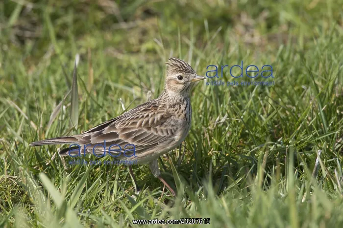 : Skylark - adult bird in meadow - Germany : Skylark - adult bird in meadow - Germany