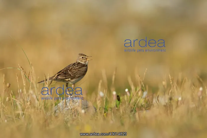  : Skylark adult on rock singing
