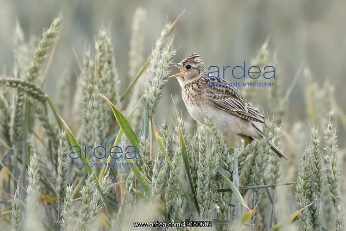 : Skylark (Alauda arvensis) sings in a wheat field : Skylark (Alauda arvensis) sings in a wheat field