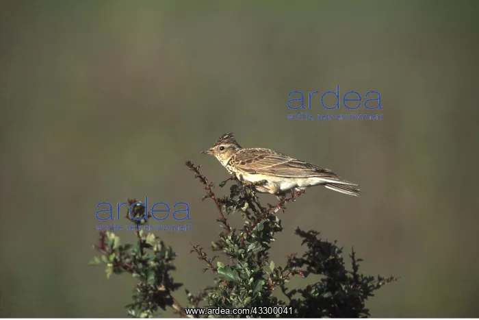  : SKYLARK - on bush