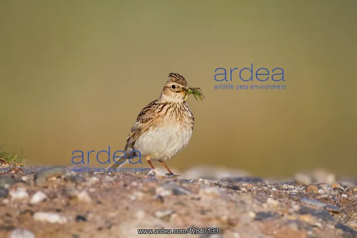 : Skylark - carrying insect : Skylark - carrying insect