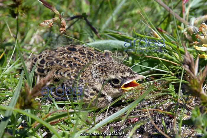  : Skylark - chick